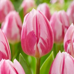 Tulip Bojangles Triumph Tulip 'Bojangles'