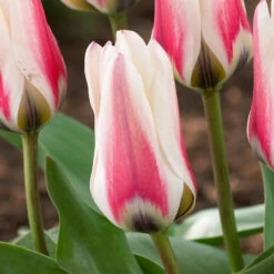 Tulip Border Legend Tulip Fosteriana 'Border Legend' -Plant Flower Store Tulip Border Legend 0014721 2 56362.1687939247