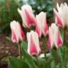 Tulip Border Legend Tulip Fosteriana 'Border Legend' -Plant Flower Store Tulip Border Legend 0014721 93716.1687939247