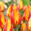 Tulip Bright Flair 11/12cm -Plant Flower Store Tulip Bright Flair 11 12 cm 0013017 52467.1623344002