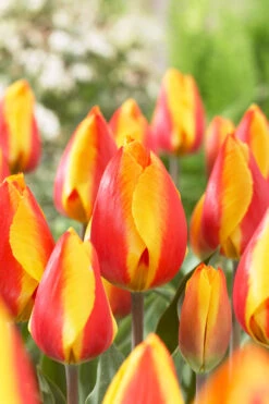 Tulip Bright Flair 11/12cm