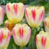 Tulip Buckingham Tulip Buckingham 11-12cm -Plant Flower Store Tulip Buckingham 0013652 54905.1624437282