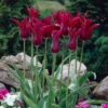 Tulip Burgundy Tulipa -Plant Flower Store Tulip Burgundy 0003967 62081.1697789563