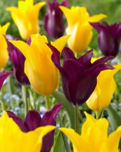Plant Flower Store 21 Plant Flower Store -Plant Flower Store Tulip Burgundy 11 12cm 0003967 2 76629.1623343539