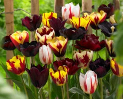 Tulip Burgundy Tulipa -Plant Flower Store Tulip Burgundy 11 12cm 0003967 3 41599.1623343541