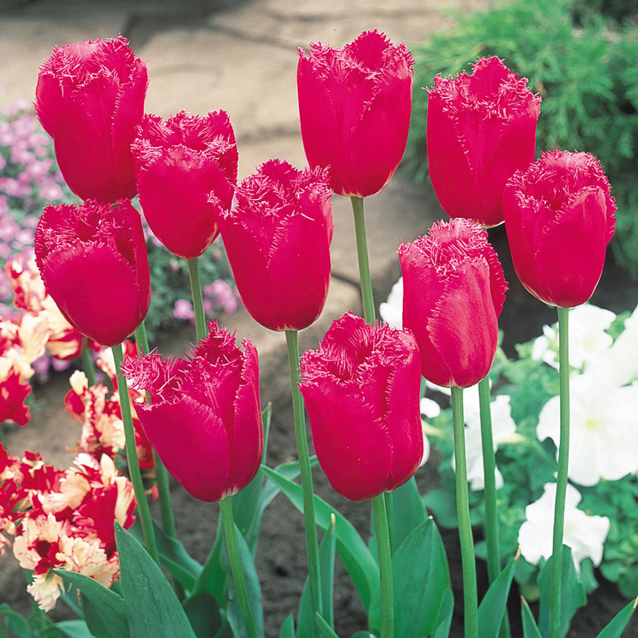 Tulip Burgundy Lace Tulip Burgundy Lace 11-12cm 4 Tulip Burgundy Lace Tulip Burgundy Lace 11-12cm - Image 2