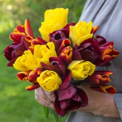 Tulip Burgundy Sun Bouquet Collection Tulip Burgundy Sun Bouquet Collection
