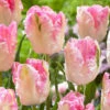 Tulip Cabana (Pastal) -Plant Flower Store Tulip Cabana Pastal 0014702 53099.1687944533
