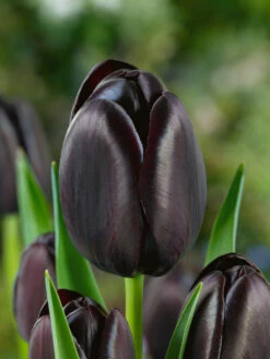 Tulip Cafe Noir Tulipa