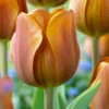 Tulip Cairo 11-12cm Tulipa -Plant Flower Store Tulip Cairo 11 12cm 0004926 07977.1623343662