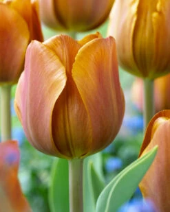 Tulip Cairo 11-12cm Tulipa