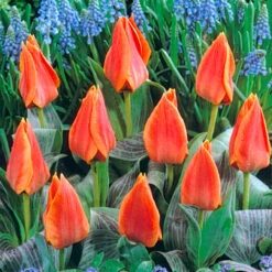 Tulip Calypso (Saver Sized Bulb) Tulipa 10 Tulip Calypso (Saver Sized Bulb) Tulipa -Plant Flower Store Tulip Calypso 0003920 3 13719.1655378753