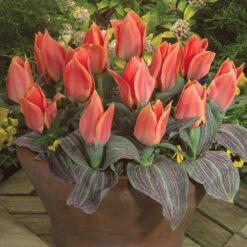 Tulip Calypso (Saver Sized Bulb) Tulipa