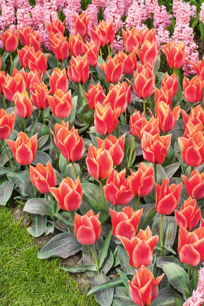 Tulip Calypso (Saver Sized Bulb) Tulipa 4 Tulip Calypso (Saver Sized Bulb) Tulipa - Image 2