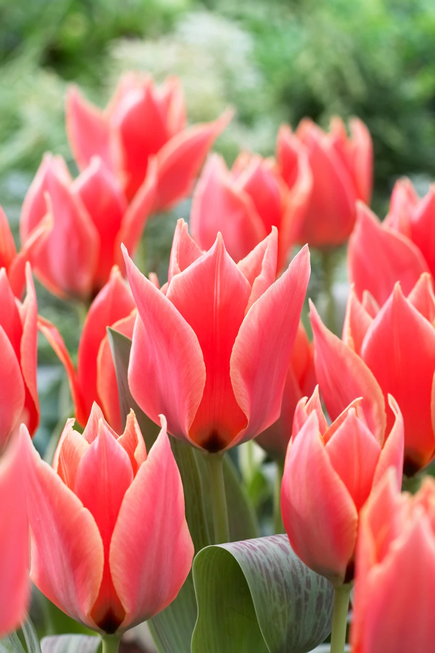 Tulip Calypso (Saver Sized Bulb) Tulipa 5 Tulip Calypso (Saver Sized Bulb) Tulipa - Image 3