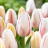Tulip Camargue 11-12cm Tulipa -Plant Flower Store Tulip Camargue 11 12cm 0006002 2 41785.1629189972