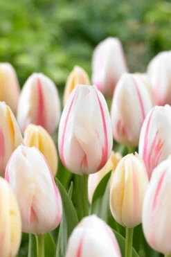 Tulip Camargue 11-12cm Tulipa