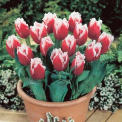 Tulip Canasta -Plant Flower Store Tulip Canasta 0003862 2 88845.1687939289