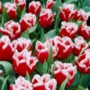 Tulip Canasta 1 Tulip Canasta -Plant Flower Store Tulip Canasta 0003862 48120.1687939289