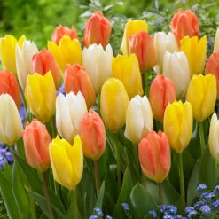 Tulip Candela Tulipa -Plant Flower Store Tulip Candela 11 12cm 0002706 2 88452.1657633627