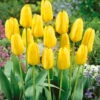 Tulip Candela Tulipa -Plant Flower Store Tulip Candela 11 12cm 0002706 10299.1657633626