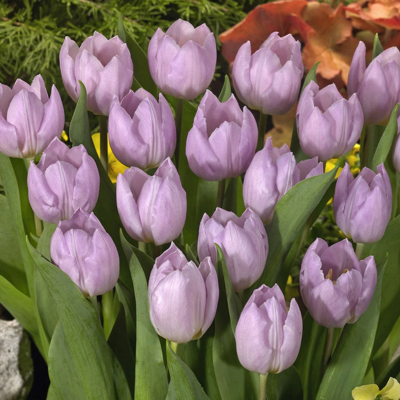 Tulip Candy Prince (Saver Sized Bulbs) Tulipa 4 Tulip Candy Prince (Saver Sized Bulbs) Tulipa - Image 2