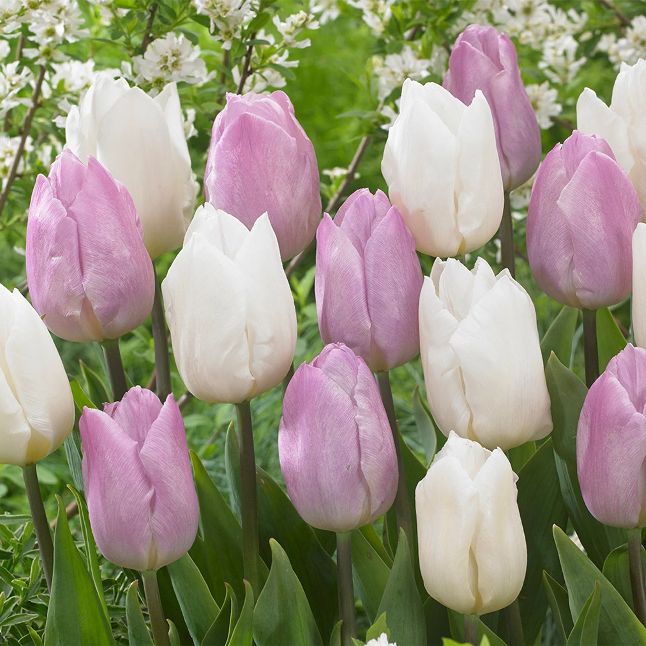 Tulip Candy Prince (Saver Sized Bulbs) Tulipa 5 Tulip Candy Prince (Saver Sized Bulbs) Tulipa - Image 3