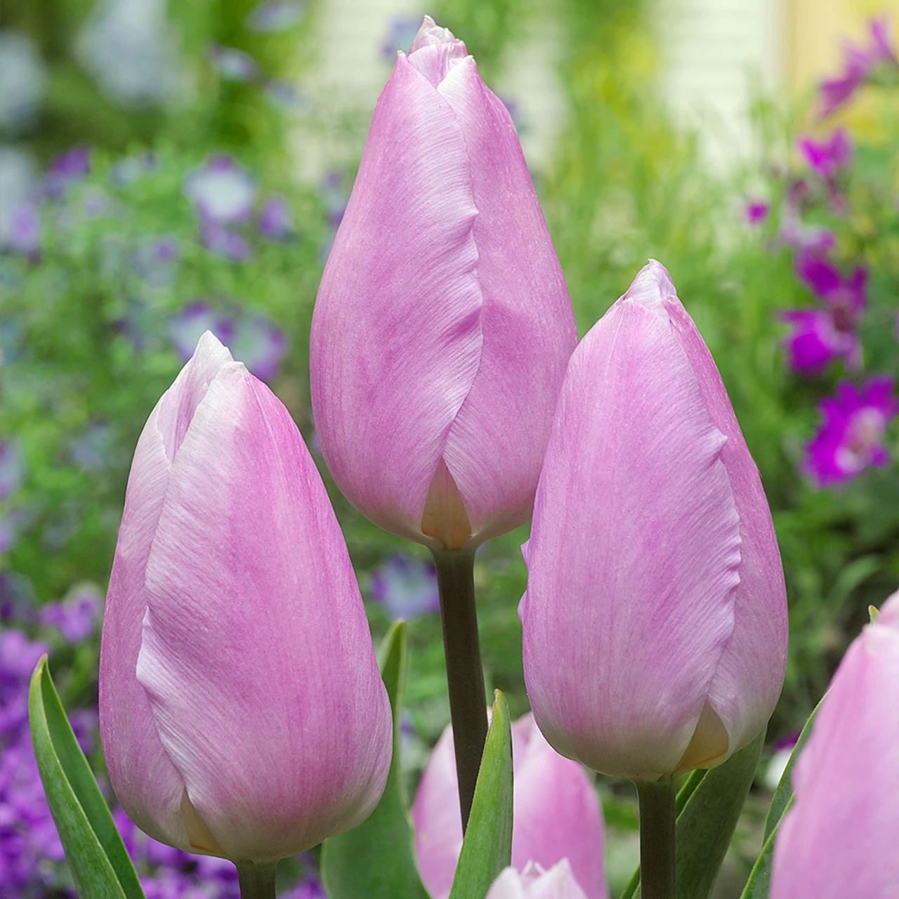 Tulip Candy Prince (Saver Sized Bulbs) Tulipa 3 Tulip Candy Prince (Saver Sized Bulbs) Tulipa