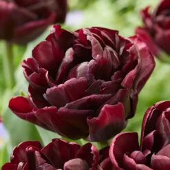 Tulip Canyon Tulip Double Late 'Canyon' -Plant Flower Store Tulip Canyon 0014839 2 75119.1687937351