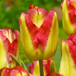 Tulip Cape Town 10-11cm Tulip Cape Town 10-11cm