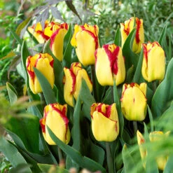 Tulip Cape Town Tulipa -Plant Flower Store Tulip Cape Town 0005960 2 67509.1628162041