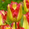 Tulip Cape Town Tulipa 2 Tulip Cape Town Tulipa -Plant Flower Store Tulip Cape Town 11 12cm 0005960 12145.1628162041
