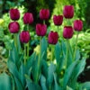 Tulip Caravelle 11-12cm Tulipa