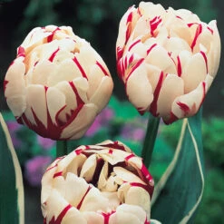 Tulip Carnaval De Nice Tulipa -Plant Flower Store Tulip Carnaval De Nice 11 12cm 0002678 3 02987.1688721147