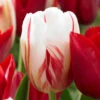 Tulip Carnaval De Rio Tulipa -Plant Flower Store Tulip Carnival De Rio 0005432 91185.1629187899
