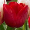 Tulip Hollandia Tulipa
