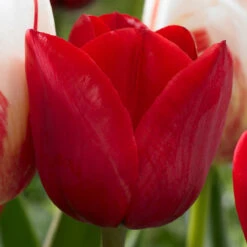 Tulip Hollandia Tulipa