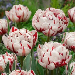 Tulip Carnaval De Nice Tulipa