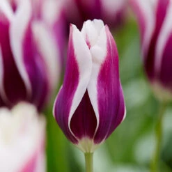 Tulip Chansonette 11/12cm Tulipa