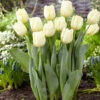 Tulip Cheers Tulipa -Plant Flower Store Tulip Cheers 11 12cm 0003338 80359.1623343547