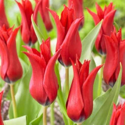 Tulip Chic Collection (Top Quality Bulbs) -Plant Flower Store Tulip Chic Collection 11 12cm 1029238 3 39422.1687943990