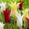 Tulip Chic Collection (Top Quality Bulbs) -Plant Flower Store Tulip Chic Collection 11 12cm 1029238 83781.1687943989
