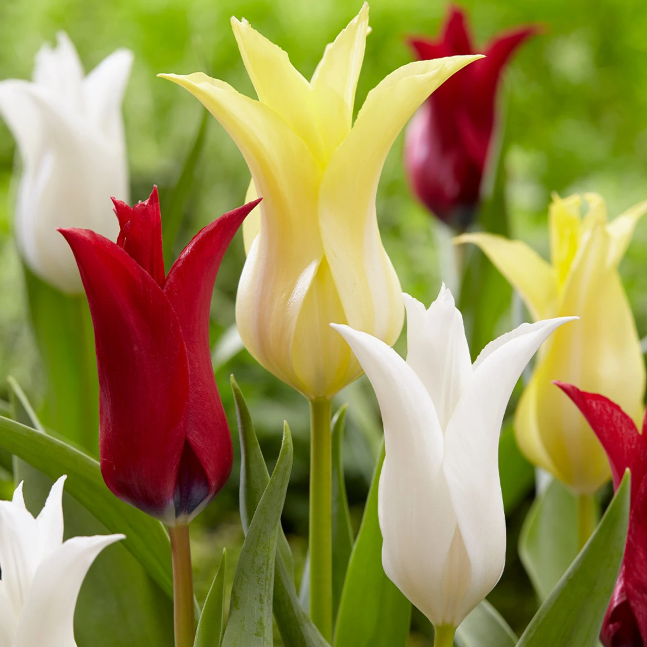 Tulip Chic Mix 4 Tulip Chic Mix - Image 2