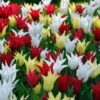 Tulip Chic Mix -Plant Flower Store Tulip Chic Mix 0011784 66052.1624439798