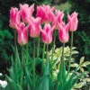 Tulip China Pink 11-12cm Tulipa -Plant Flower Store Tulip China Pink 0002838 48471.1628512347