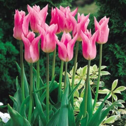 Tulip China Pink 11-12cm Tulipa