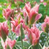 Tulip China Town Tulipa -Plant Flower Store Tulip China Town 11 12cm 0003958 4 95708.1655107151