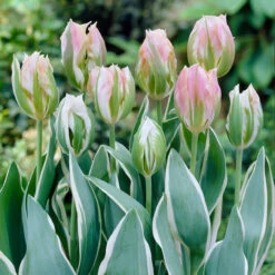 Tulip China Town Tulipa -Plant Flower Store Tulip China Town 11 12cm 0003958 5 22517.1655107151