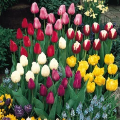 Tulip Christmas Marvel Tulipa -Plant Flower Store Tulip Christmas Marvel 0002938 4 74506.1628161480