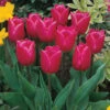 Tulip Christmas Marvel Tulipa 1 Tulip Christmas Marvel Tulipa -Plant Flower Store Tulip Christmas Marvel 0002938 15022.1628161480
